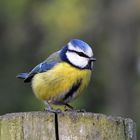 la mesange bleue (cyaniste caeruleus) poids 10gr