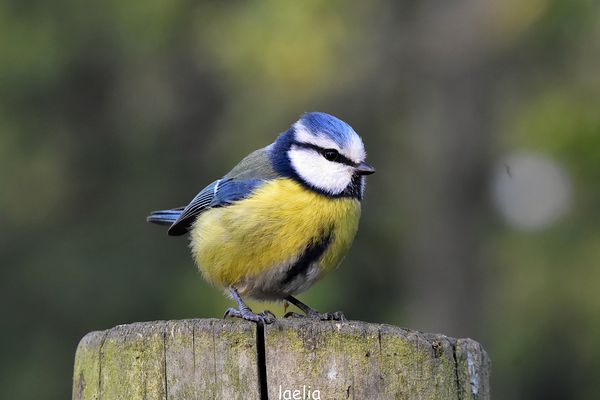 la mesange bleue (cyaniste caeruleus) poids 10gr