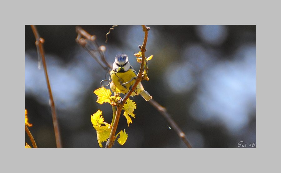 La mésange bleue !