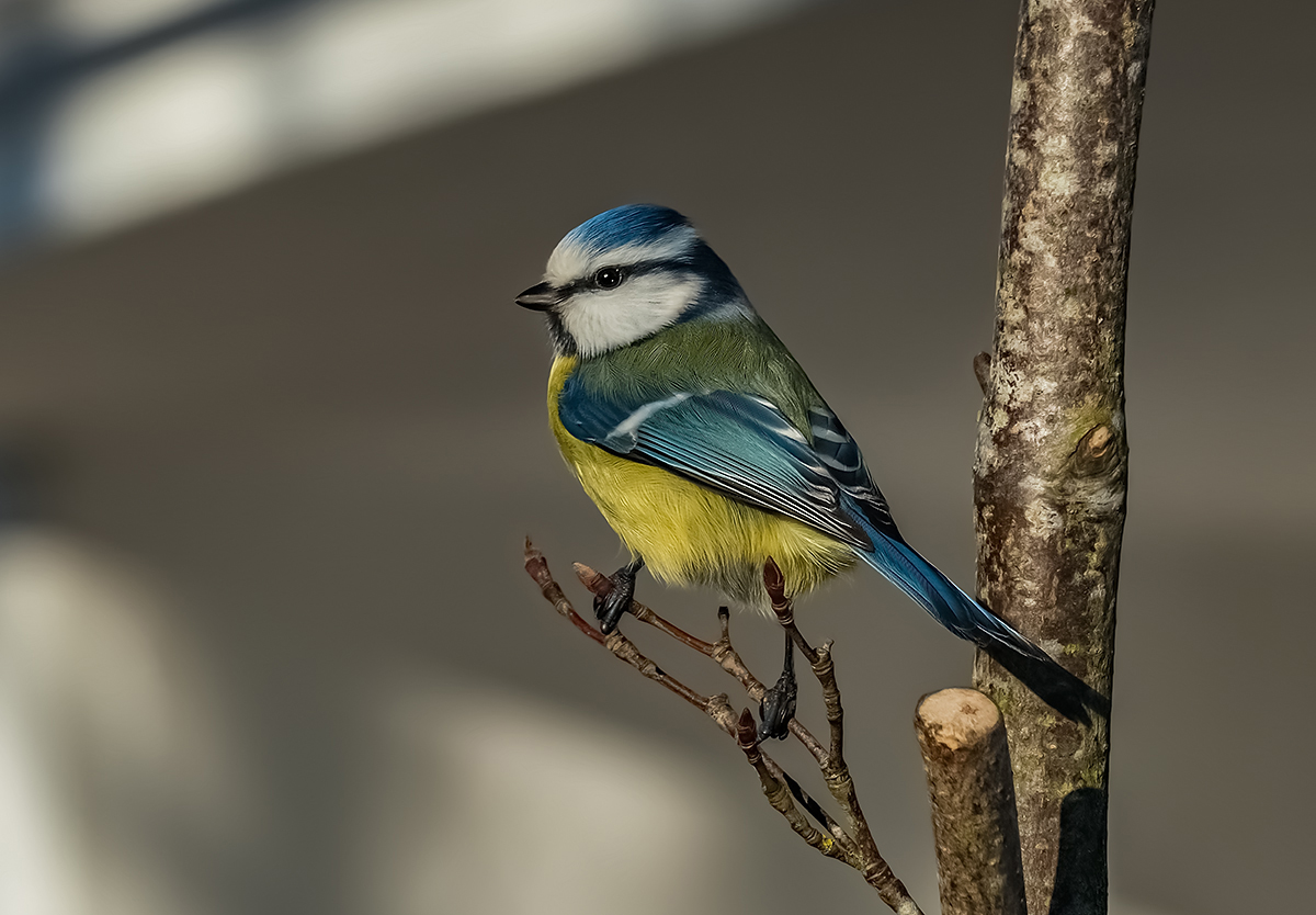 La Mesange bleue