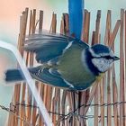 La Mésange bleue dans le balcon ce matin 