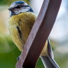 La Mésange bleue 