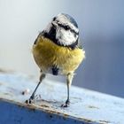 La Mésange bleue est de retour 