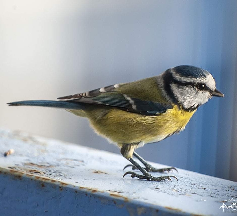 La Mésange bleue est de retour 