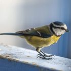 La Mésange bleue est de retour 