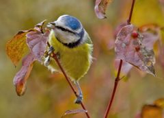 La mésange bleue et la baie.