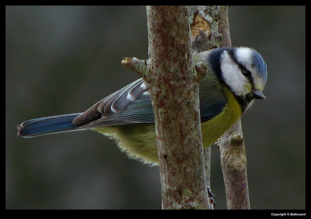 " La mésange bleue "