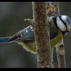 " La mésange bleue "