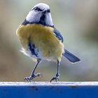 La Mésange bleue fait des pointes