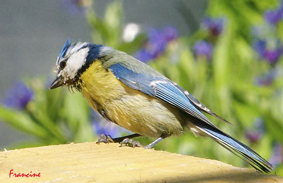 La mésange bleue ...