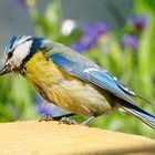 La mésange bleue ...