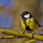 La mésange charbonière