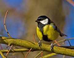 La mésange charbonière