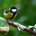 la mésange charbonnière..