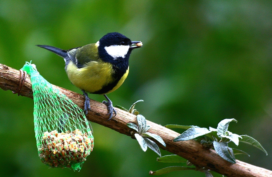 la mésange charbonnière..