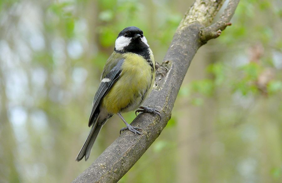 La mésange charbonnière