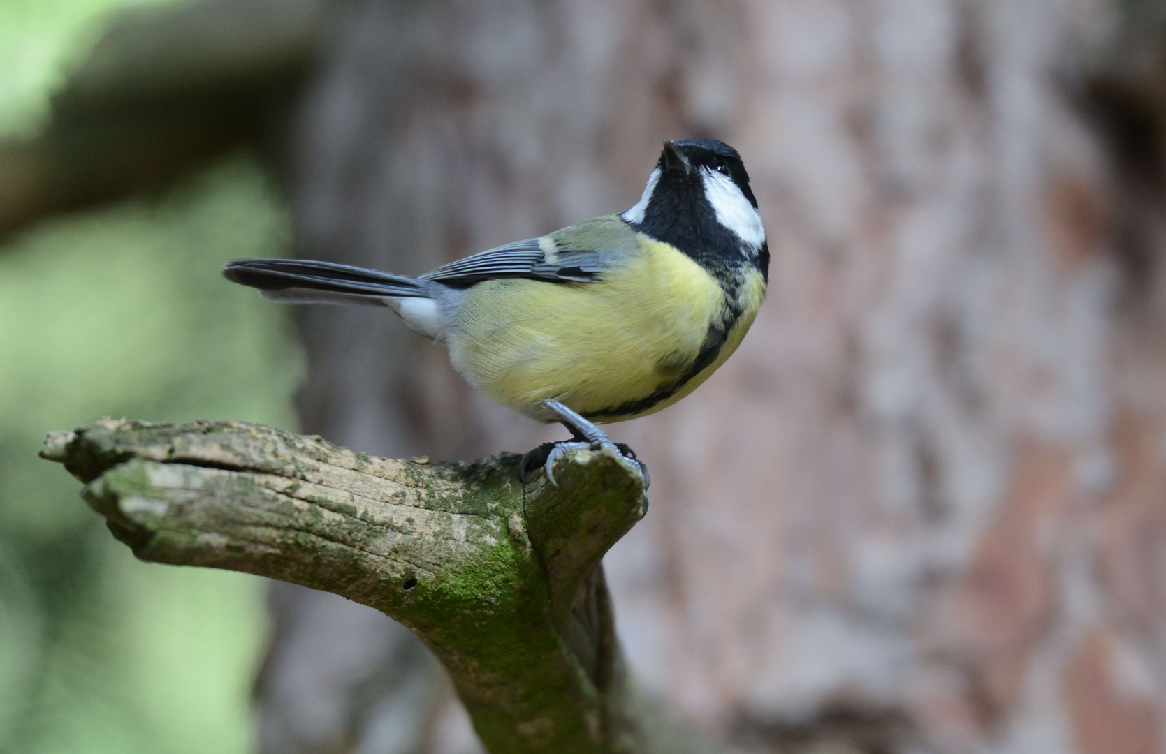 La mésange charbonnière...