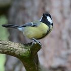 La mésange charbonnière...