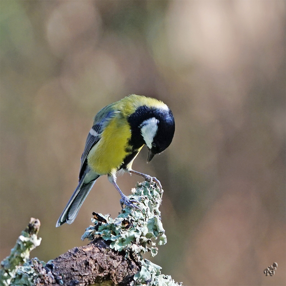 la mésange charbonnière