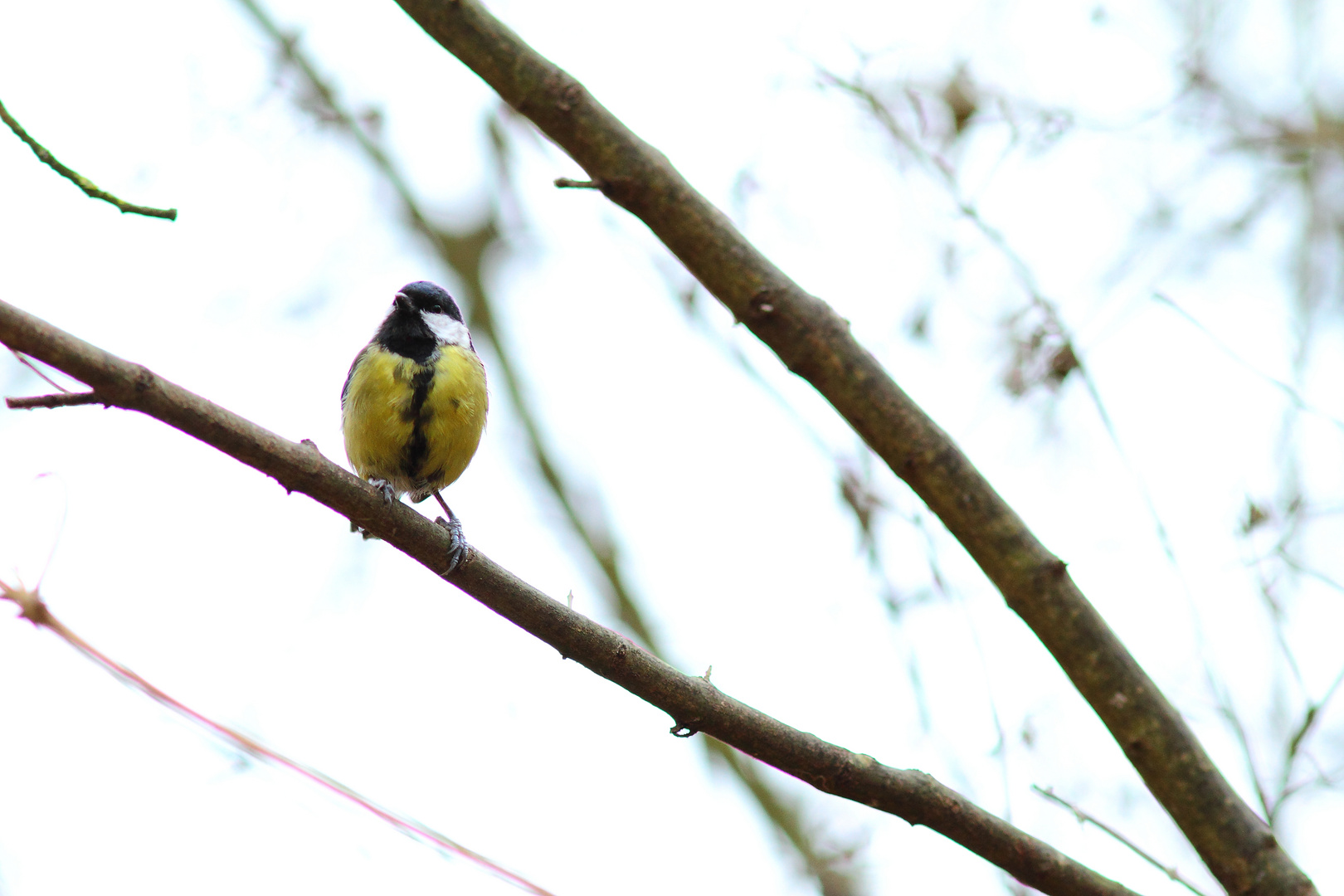 la mésange charbonnière