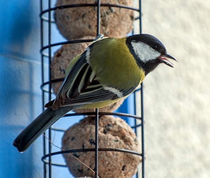 La Mésange Charbonnière au ravitaillement cet après-midi 