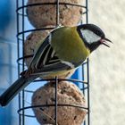 La Mésange Charbonnière au ravitaillement cet après-midi 