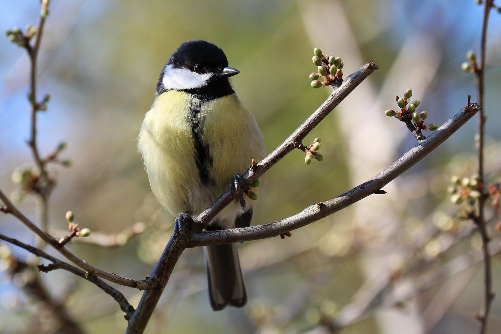 La mésange charbonnière