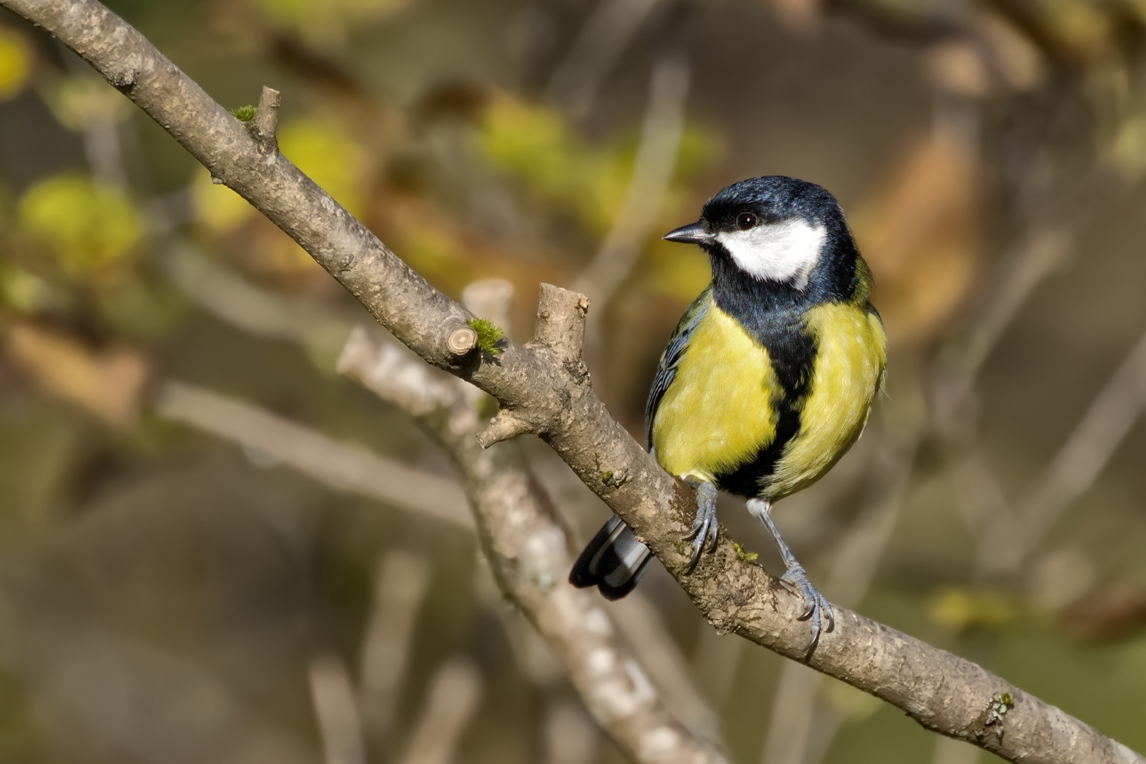 La mésange charbonnière