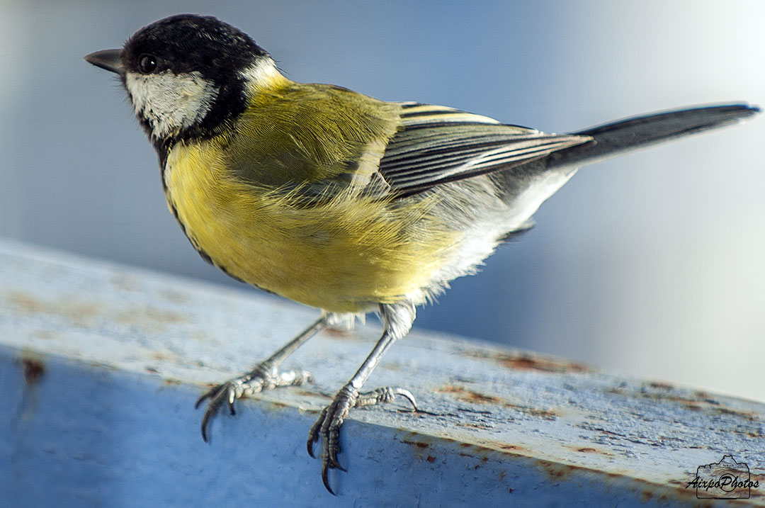 La Mésange Charbonnière ce matin