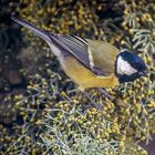 La Mésange Charbonnière cet après-midi 