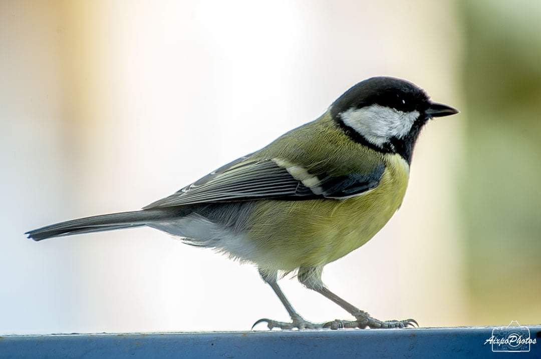 La Mésange Charbonnière cet après-midi 