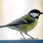 La Mésange Charbonnière cet après-midi 