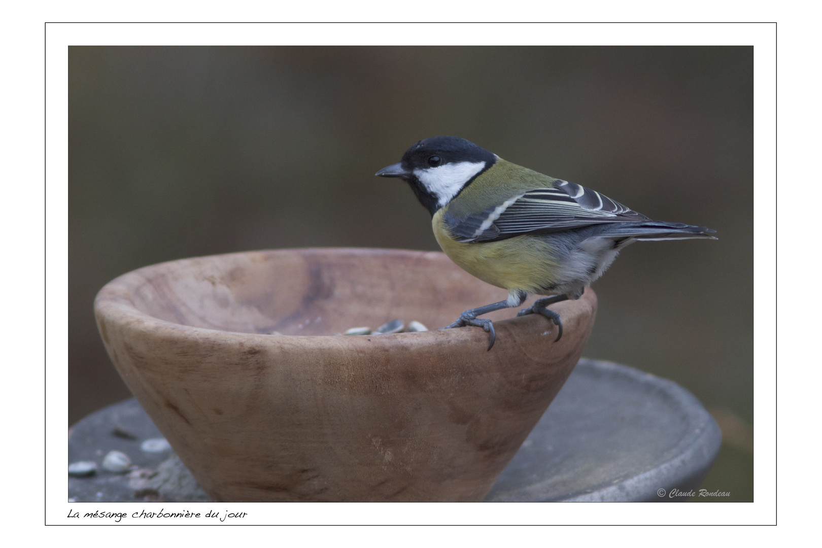 La mésange charbonnière du jour