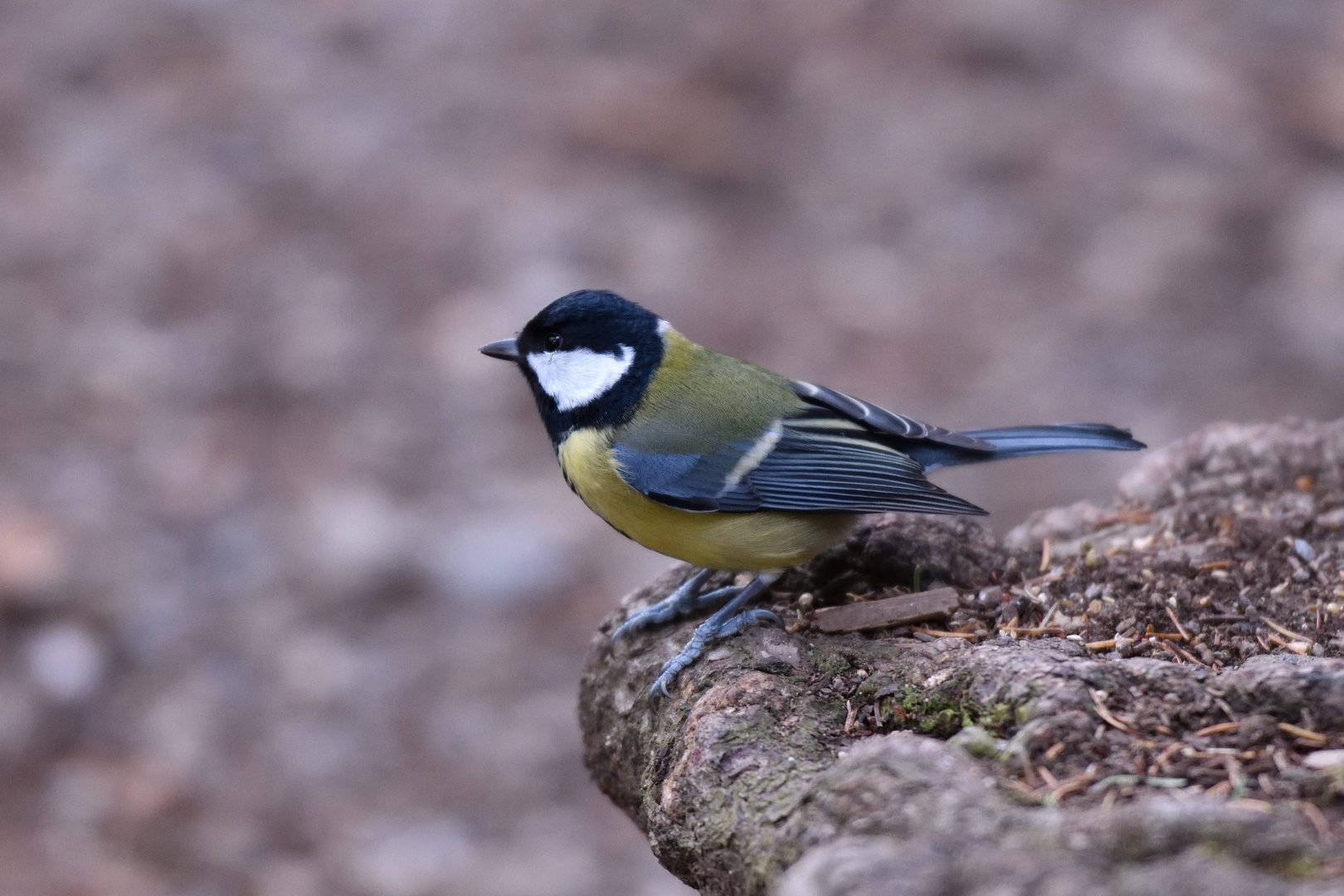 La mésange charbonnière ...