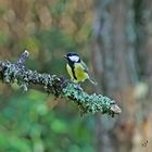 La mésange charbonnière