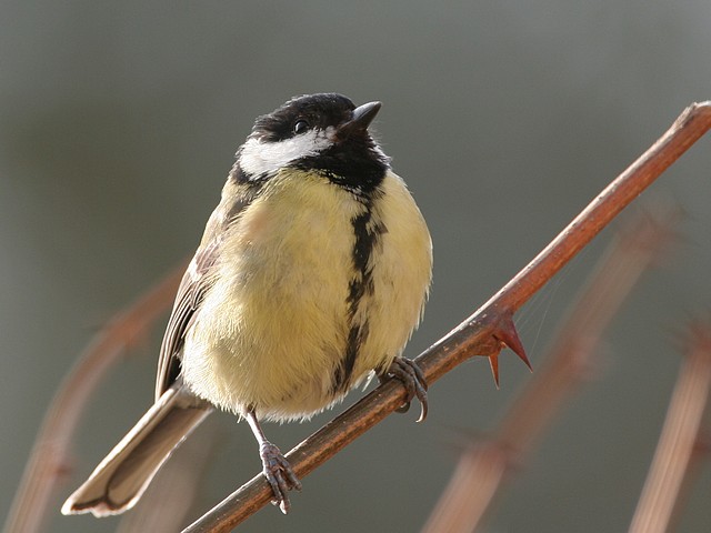 La Mésange charbonnière femelle