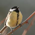 La Mésange charbonnière femelle