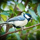 La mésange charbonnière, l'oiseau libre ...