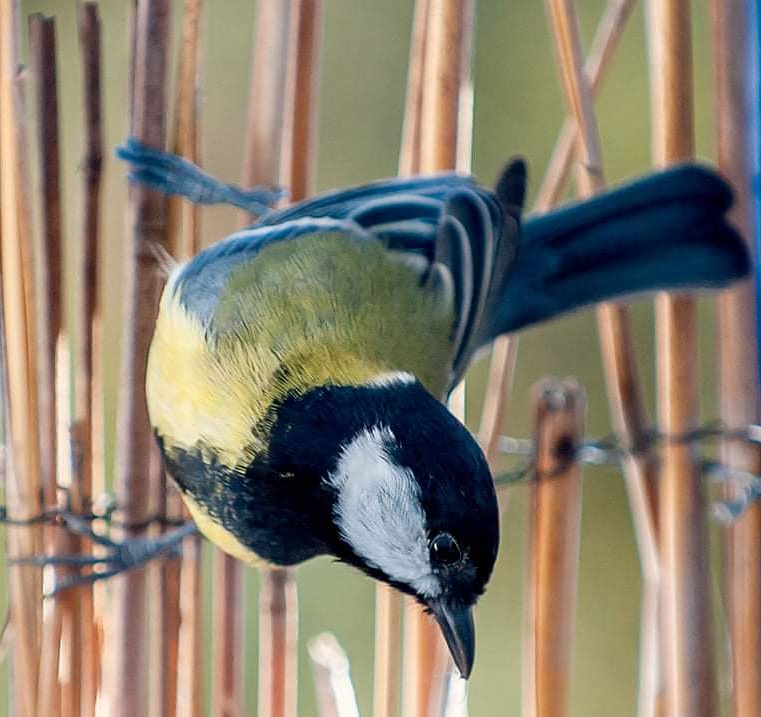 La Mésange Charbonnière mâle dans le balcon ce matin 