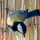 La Mésange Charbonnière mâle dans le balcon ce matin 