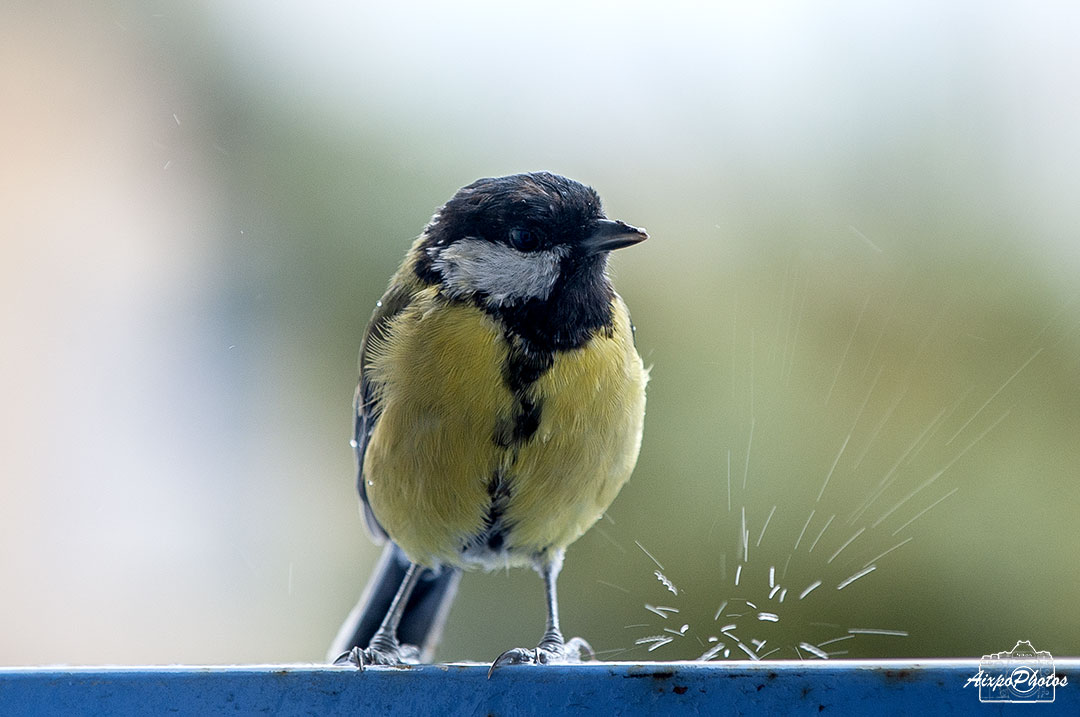 La Mésange Charbonnière sous la pluie ce matin