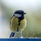 La Mésange Charbonnière sous la pluie ce matin