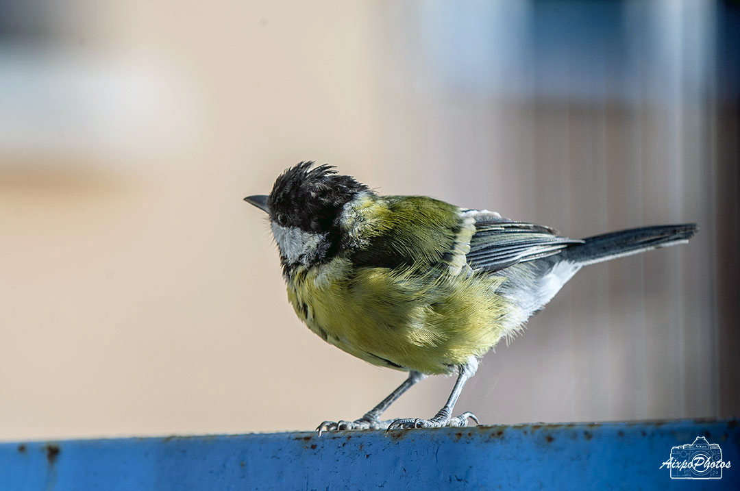 La Mésange Charbonnière sur le balcon ce matin