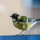 La Mésange Charbonnière sur le balcon ce matin