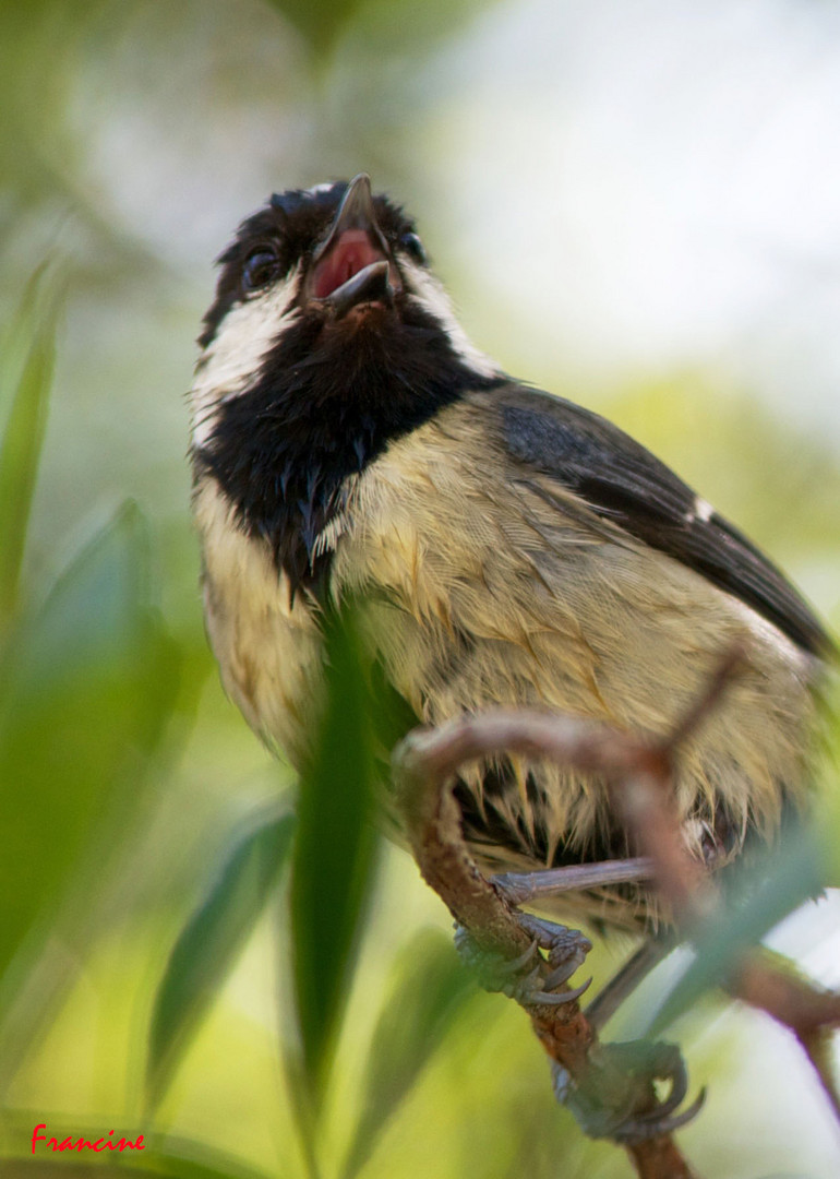 La mésange charbonnière zinzinule ...