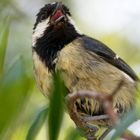 La mésange charbonnière zinzinule ...