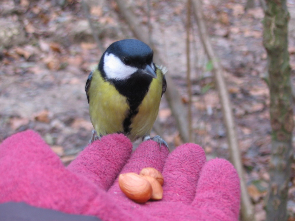 La mésange du matin