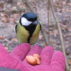 La mésange du matin