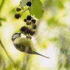 La mésange en plein festin