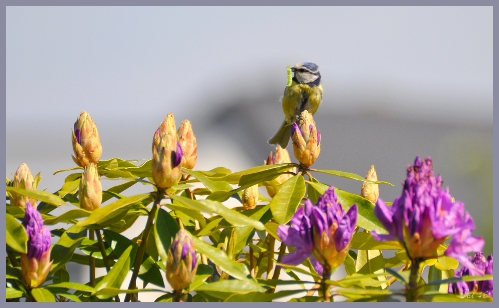 La mésange et la chenille verte !